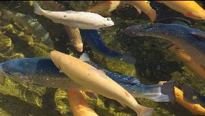 Рыбоводство