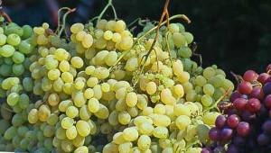 Виноградарство